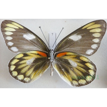 Delias zebuda Hewitson, 1862 female reverse Indonesia, Sulawesi7